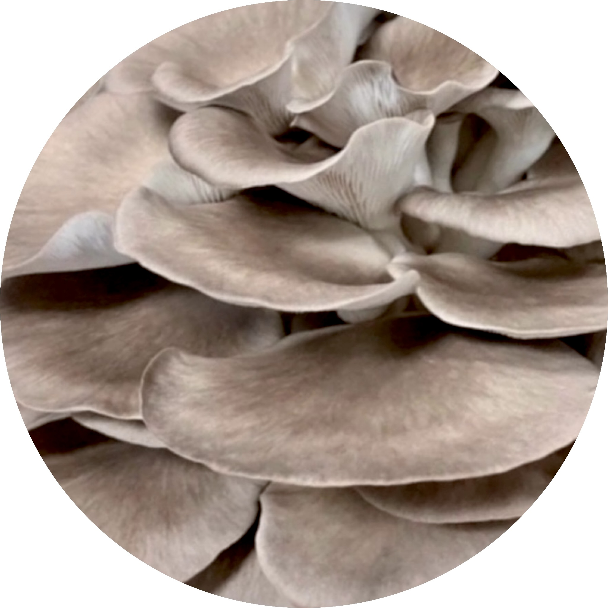 italian oyster mushroom